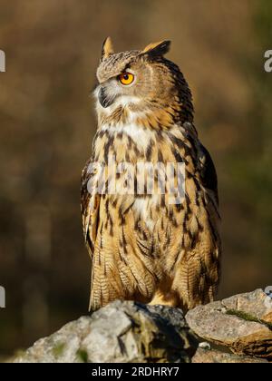 Gros plan d'un hibou aigle européen perché sur un rocher, illuminé par une lumière chaude sur le fond flou. Bubo Bubo. Banque D'Images