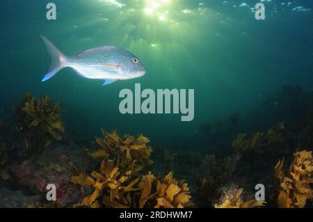 Argenté australasien vivaneau Pagrus auratus au-dessus d'un récif rocheux peu profond couvert de varech. Lieu : Leigh Nouvelle-Zélande Banque D'Images