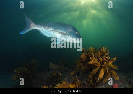 Grand vivaneau australasien Pagrus auratus au-dessus d'un récif rocheux peu profond couvert de varech dans la lumière du soir. Lieu : Leigh Nouvelle-Zélande Banque D'Images