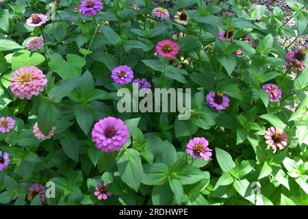 Un parterre de fleurs plein de zinnias, dans un assortiment de couleurs et de variétés. Les zinnias sont des annuelles de la famille des Asteraceae. Banque D'Images