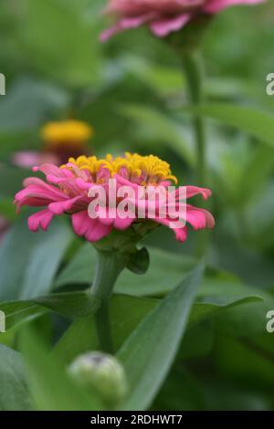 Un parterre de fleurs plein de zinnias, avec l'accent sur une zinnia rose à l'avant du cadre. Les zinnias sont des annuelles de la famille des Asteraceae. Banque D'Images