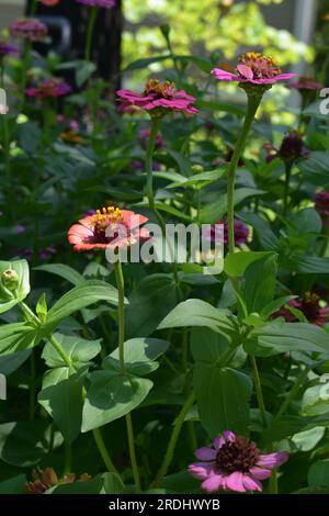 Un parterre de fleurs plein de zinnias, vu de la vue de côté. Les zinnias sont des annuelles de la famille des Asteraceae Banque D'Images