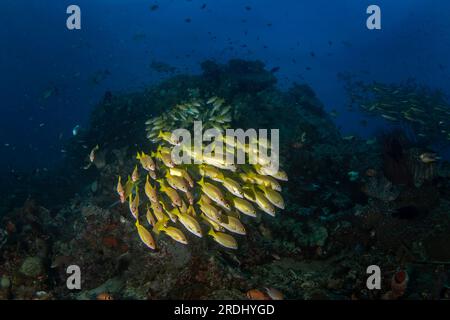 Lutjanus rufolineatus sur les fonds marins à Raja Ampat. Vivaneau doré pendant la plongée en Indonésie. Banc de poissons jaunes près du fond. Banque D'Images