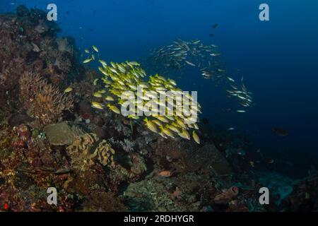 Lutjanus rufolineatus sur les fonds marins à Raja Ampat. Vivaneau doré pendant la plongée en Indonésie. Banc de poissons jaunes près du fond. Banque D'Images