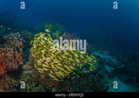 Lutjanus rufolineatus sur les fonds marins à Raja Ampat. Vivaneau doré pendant la plongée en Indonésie. Banc de poissons jaunes près du fond. Banque D'Images