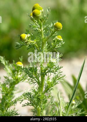 Chamomilla suaveolens, camomille radienne Banque D'Images