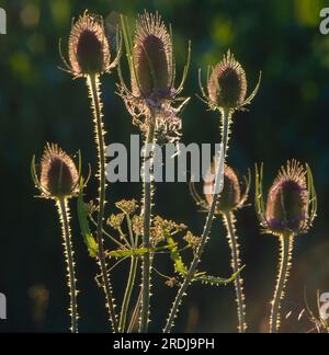 Thé sauvage (Dipsacus fullonum) dans le contre-jour, cardoon sauvage Banque D'Images