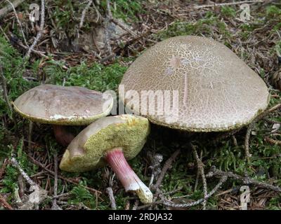 Bolete craquant rouge (Xerocomus chrysenteron) Banque D'Images