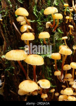 Xeromphalina campanella, bec grégaire à bec de cloche Banque D'Images