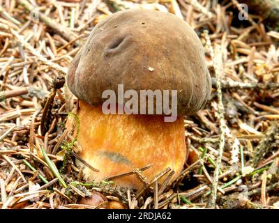 Boléte de tige en pointillés (Boletus erythropus) Banque D'Images