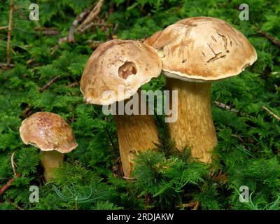 Tube biliaire (Tylopilus fellus) Banque D'Images