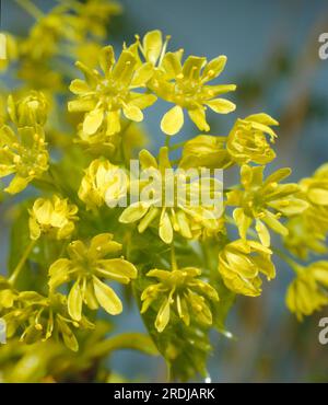 Épine dorsale européenne (Berberis vulgaris), épine aigre, baies de vinaigre Banque D'Images