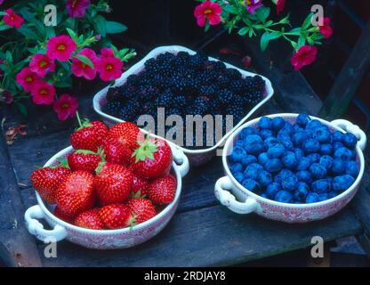 Mûres (Rubus sectio Rubus) mûres fraises, fraises (Fragaria x ananassa), bleuets européens (Vaccinium myrtillus), bleuets Banque D'Images