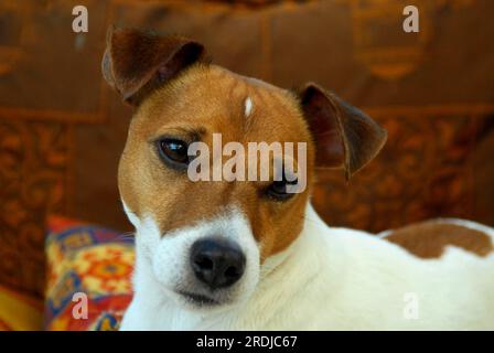 Jack Russell Terrier, Homme, blanc-marron, couché lisse, portrait, Norme FCI n° 345, revêtement lisse, blanc-rouge, chien domestique (canis lupus Banque D'Images