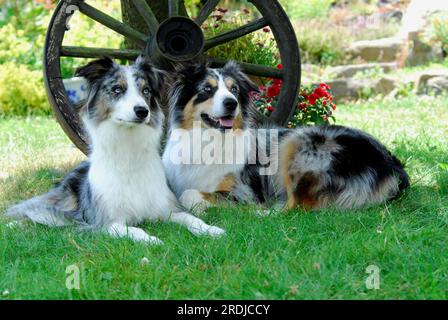 Border Collie et Australian Shepherd, couchés côte à côte devant une vieille roue de wagon, norme FCI no 297 et norme FCI no 342, frontière Banque D'Images