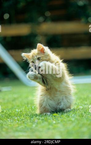 Jeune chaton, mélange persan Banque D'Images