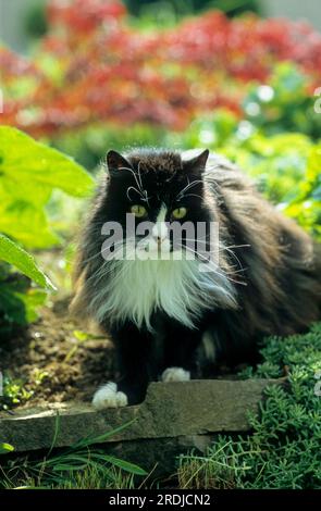 Chat à poil long, noir et blanc Banque D'Images