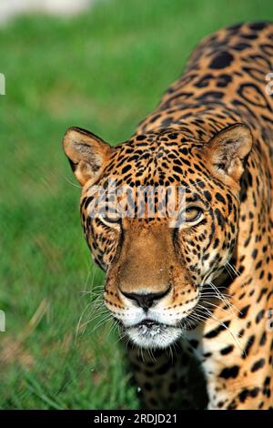 Jaguar (Panthera onca), Pantanal, Brésil, adulte, masculin, Portrait Jaguar, Brésil Jaguar, Brésil, homme, Portrait, Amérique du Sud, jaguar, jaguar, Cat, ca Banque D'Images