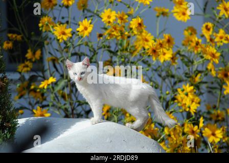 Jeune chaton domestique, blanc aux yeux bleus, debout sur un mur devant des fleurs jaunes, île de Tinos, Cyclades, Grèce, chaton, Blanc aux yeux bleus Banque D'Images