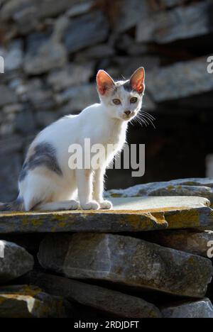 Jeune chaton domestique, Tortie blanche et bleu-crème, est assis sur un mur rocheux, île de Tinos, Cyclades, Grèce, chaton, Tortie blanche et bleu-crème Banque D'Images