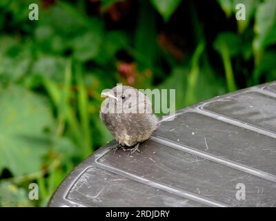 Freshly fledged young, Redstart, common redstart (Phoenicurus phoenicurus) Stock Photo