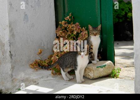 Deux jeunes chatons domestiques, maquereau gris avec blanc, côte à côte devant une porte en bois vert, île de Tinos, Cyclades, Grèce, deux chatons, côté Banque D'Images