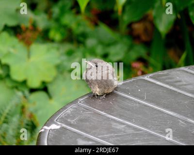 Jeune, Redstart, Redstart commun (Phoenicurus phoenicurus) Banque D'Images