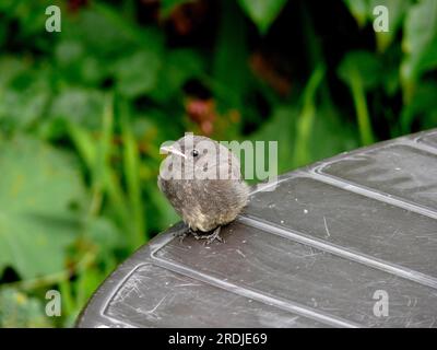Jeune, Redstart, Redstart commun (Phoenicurus phoenicurus) Banque D'Images
