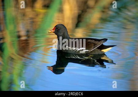 La morpoule commune (Gallinula chloropus), la recherche de Moorhen pour la nourriture Banque D'Images