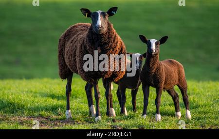 16 mai 2023 Météo, agriculture. Lauder Barns, Scottish Borders. Écosse Zwartbles mère mouton et deux agneaux avec le fils tôt le matin dans l'obscurité Banque D'Images