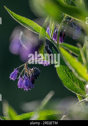 19 mai 2023 Météo, Kelso, Scottish Borders, Écosse. Des gouttelettes de rosée matinale s'accrochent aux fleurs violettes d'une plante confuse commune poussant à l'état sauvage Banque D'Images