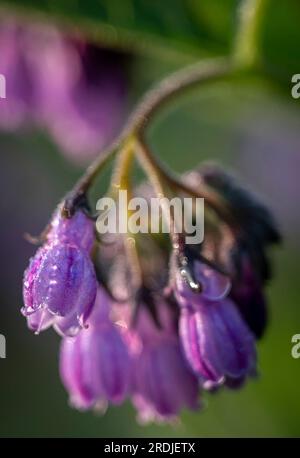 19 mai 2023 Météo, Kelso, Scottish Borders, Écosse. Des gouttelettes de rosée matinale s'accrochent aux fleurs violettes d'une plante confuse commune poussant à l'état sauvage Banque D'Images