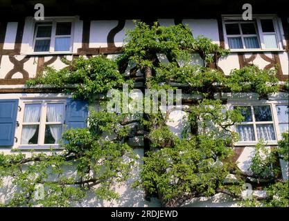 Maison à colombages avec arbres fruitiers espalier fleuris, poirier, détail Banque D'Images