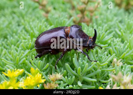 Vue rapprochée de la mouche du rhinocéros européen. Oryctes Nasicornis. Banque D'Images
