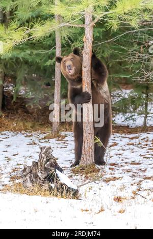 A Grizzly Bear profite du temps hivernal dans le Montana Banque D'Images