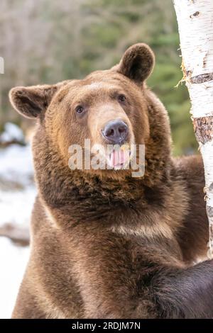 A Grizzly Bear profite du temps hivernal dans le Montana Banque D'Images