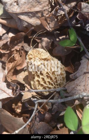 Champignon Morel blanc poussant sur un sol forestier couvert de feuilles dans la forêt nationale Mark Twain, Missouri, Mo, États-Unis, US, ÉTATS-UNIS. Banque D'Images