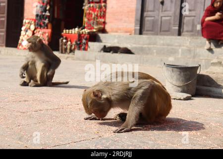 Singe essayant de manger des grains directement du sol, portrait de singe mignon, singe en apparaissant comme s'inclinant devant dieu Banque D'Images