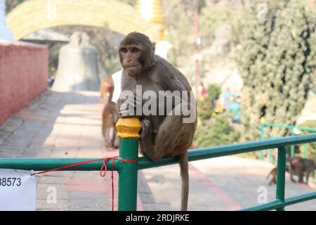 Gros plan d'un singe assis sur la balustrade MS Banque D'Images