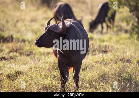 Buffle d'eau, bovidae, Bovidaeam, photographié lors d'un safari dans la savane de l'Afrique. Troupeau de buffles le matin au soleil, parc national de Tsavo Banque D'Images