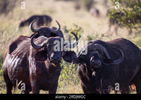 Buffle d'eau, bovidae, Bovidaeam, photographié lors d'un safari dans la savane de l'Afrique. Troupeau de buffles le matin au soleil, parc national de Tsavo Banque D'Images