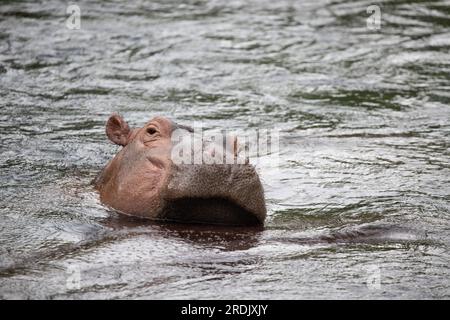 Hippopotames dans l'eau. Les hippotames au Kenya refroidissent dans une rivière. Photos Safari en Afrique Banque D'Images