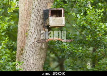 Kestrel commun Falco tinnunculus, femelle adulte volant d'une boîte de nichoirs contenant 2 poussins, Suffolk, Angleterre, juillet Banque D'Images