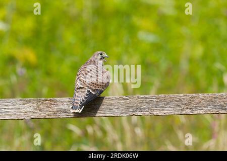 Kestrel commun Falco tinnunculus, juvénile perché sur une clôture, Suffolk, Angleterre, juillet Banque D'Images