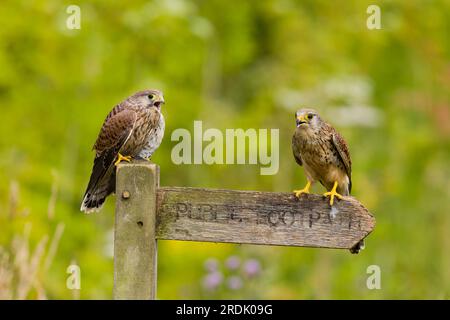 Kestrel commun Falco tinnunculus, femelle juvénile et adulte perchée sur panneau, Suffolk, Angleterre, juillet Banque D'Images