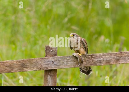 Kestrel commun Falco tinnunculus, femelle adulte perchée sur une clôture avec la souris des bois Apodemus sylvaticus, aussi connue sous le nom de souris des champs, proie adulte en talons, Banque D'Images