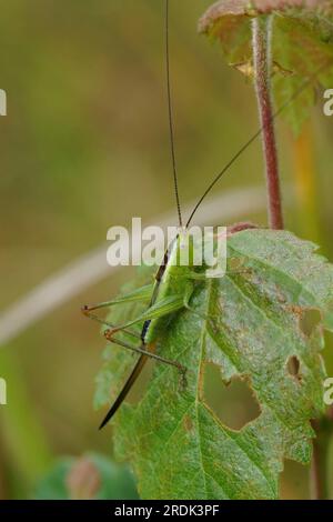 Gros plan naturel sur une nymphe du cricket à tête conique à ailes longues, sauterelle, Conocephalus fuscus Banque D'Images