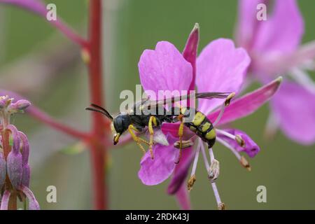 Gros plan naturel sur une guêpe, queue ornée, guêpe de pelle, Cerceris rybyensis dans une fleur violette d'herbe à feu Banque D'Images
