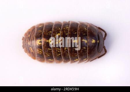 Marmite (Armadillidium), punaise des champignons, punaise des truies Banque D'Images