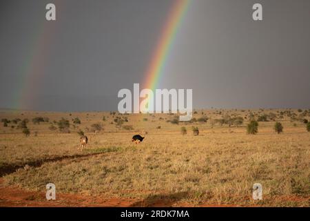 Saison des pluies dans la savane du Kenya. Beau paysage en Afrique à la saison des pluies, soleil, pluie, arc-en-ciel. Photographie safari à une distance incroyable Banque D'Images